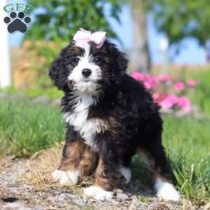 Linsey, Mini Bernedoodle Puppy